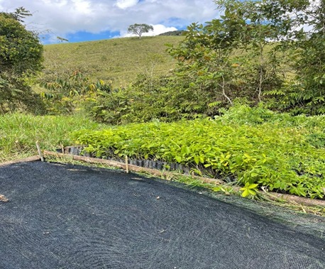 Reforestación y Revegetalización